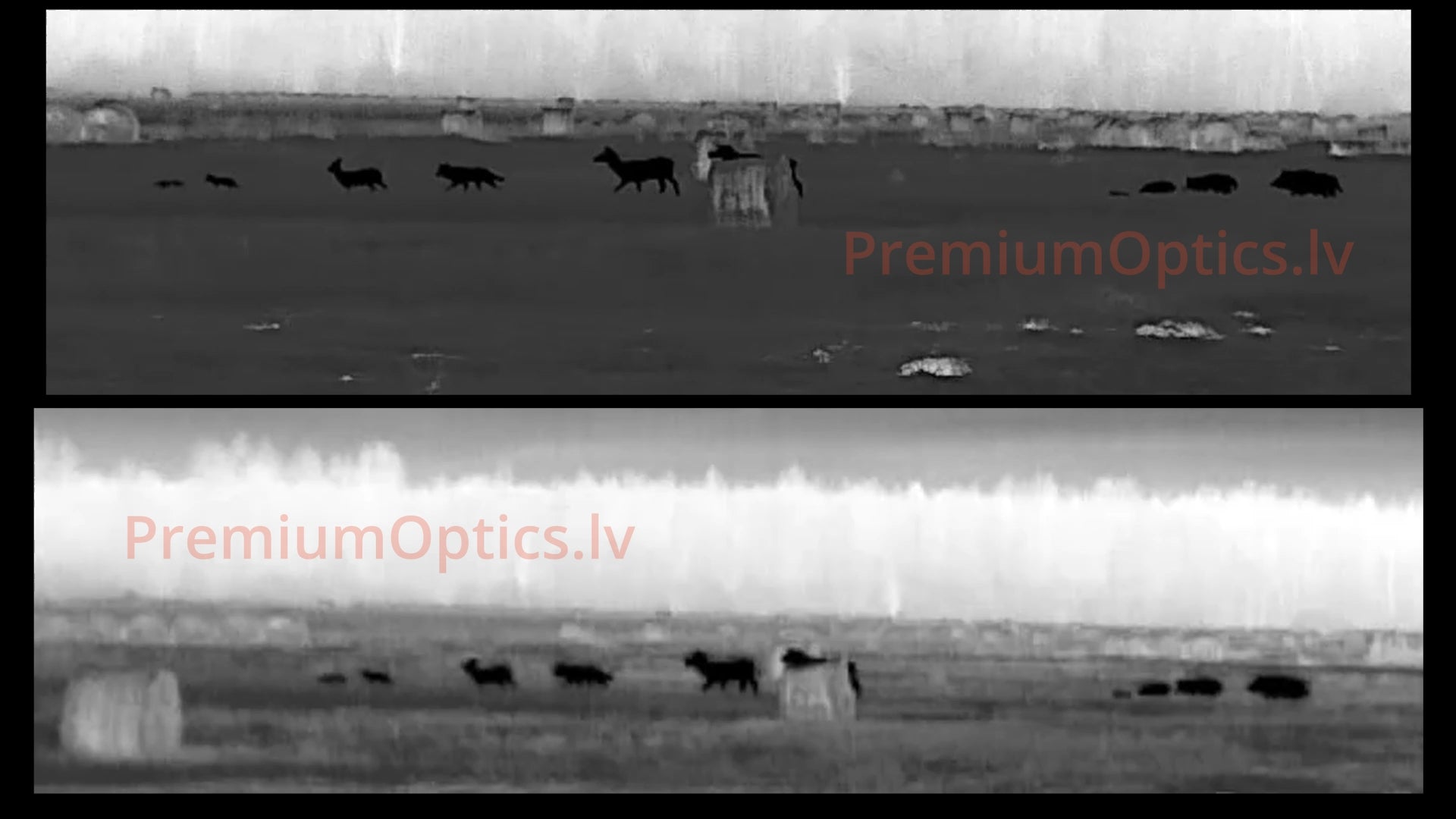 Pulsar Krypton XG50 vs XQ35 termālās uzlika tests miglas apstākļos 200 metros, pietuvināta bilde uz brieža ragiem