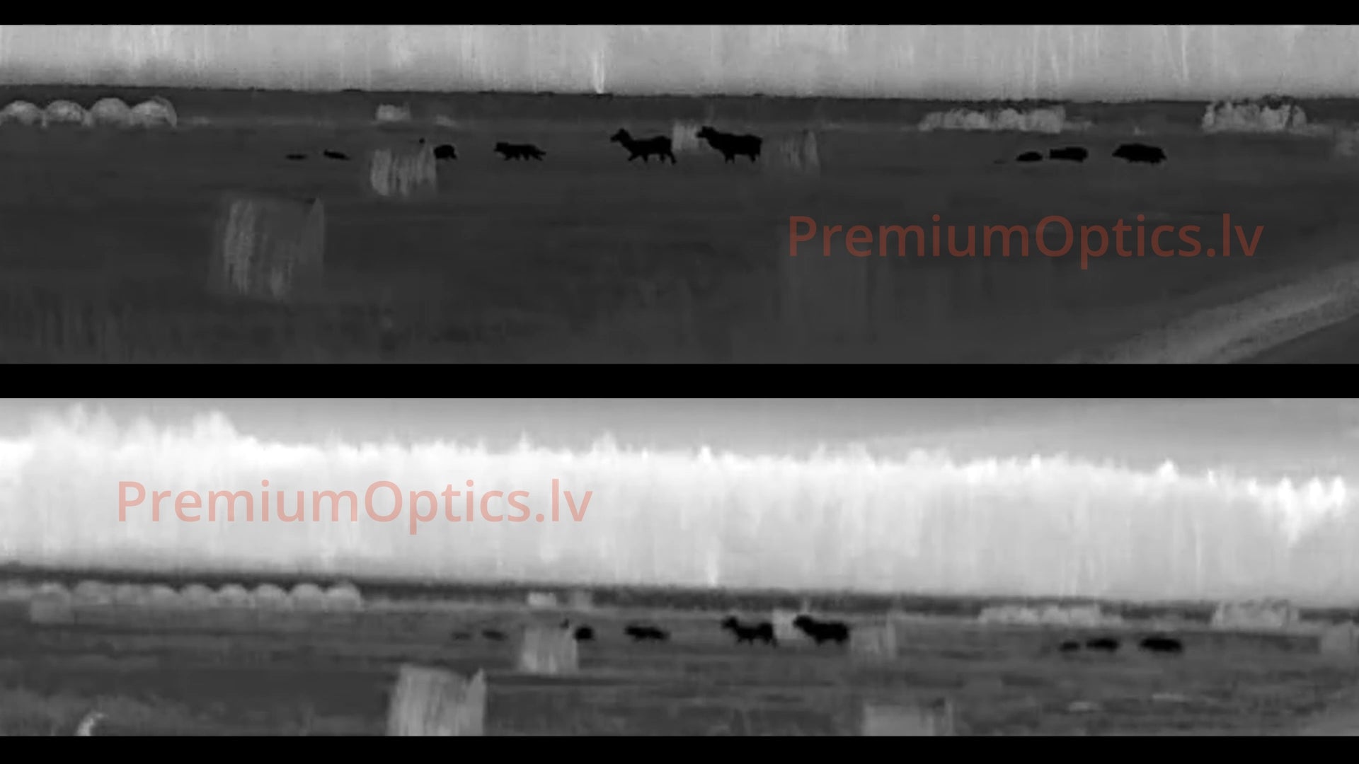 Pulsar Krypton XG50 vs XQ35 termālās uzlika tests miglas apstākļos 300 metros, pietuvināta bilde uz brieža ragiem